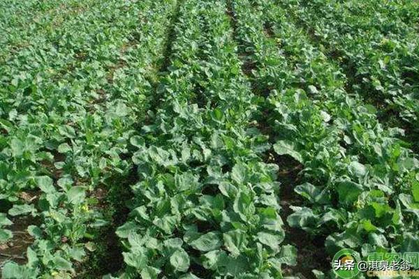 油菜高產計劃施肥技術,你掌握嗎?我來告訴你 油菜高產計劃施肥技術,你掌握嗎?我來告訴你