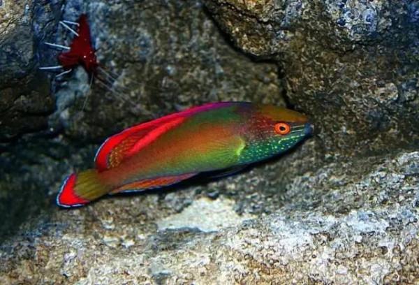 水皮經典分享—深海漂漂亮魚，你見過幾種？