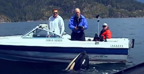 這頭虎鯨成了“萬人迷”，人們不惜罰款10萬，也要去海里和它玩耍