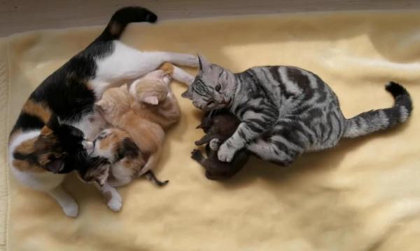 好惶惑,好多人問為啥把四喜送人,為啥送人的是四喜不是三花? 好惶惑,好多人問為啥把四喜送人,為啥送人的是四喜不是三花?