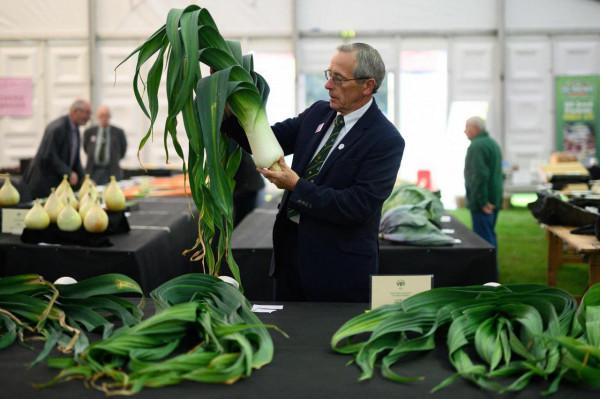 英國哈羅蓋特舉行秋季花果展 英國哈羅蓋特舉行秋季花果展