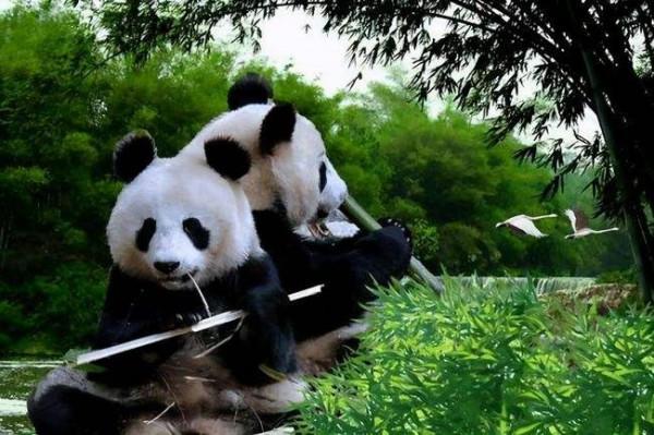 趣史丨第一隻走出國門的大熊貓是怎麼出關的？