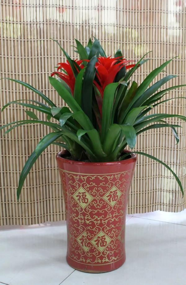 實用分享丨30款年宵花鑑賞，觀花的、賞果的都有…你最喜歡哪個？