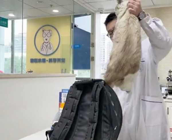 流浪品種貓被送來醫院，大家都表示很困惑：怎麼布偶貓也有人丟？