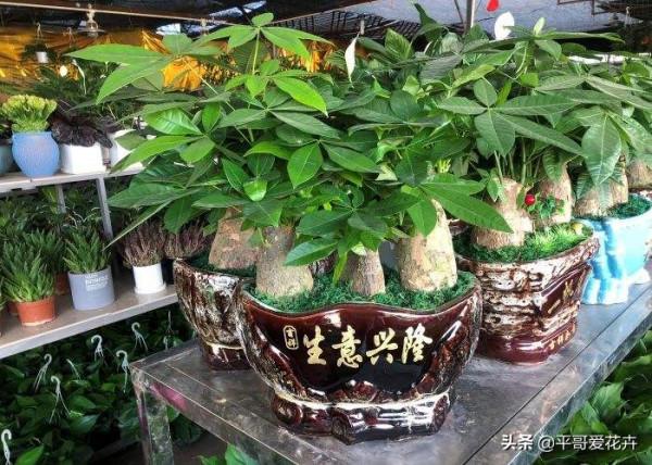 4種花很常見，冬天就怕“曬太陽”，一曬就“完蛋”，你做對了嗎