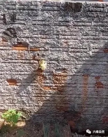 巴西一隻小鴨子艱難地爬上圍牆，以為馬上就自由，轉眼就被人捉回