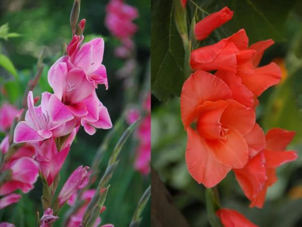 春節，來逛廣東花市嗎？丨花顏鳥語