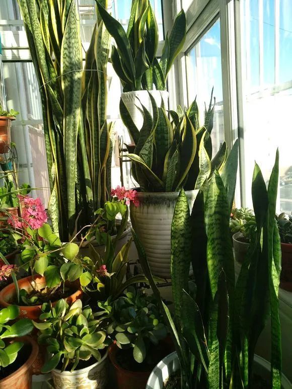 虎皮蘭有“3喜3怕”,做對了,葉片槓槓厚,爆滿小崽子,真好看 虎皮蘭有“3喜3怕”,做對了,葉片槓槓厚,爆滿小崽子,真好看