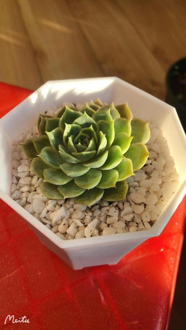 肉肉小白的苦惱