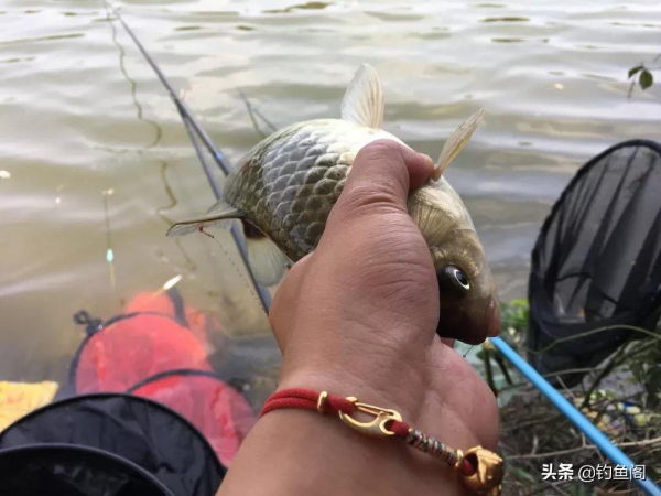 紅蟲顆粒的另類用法,這樣加工一下再打窩,鯽魚進窩會更快 紅蟲顆粒的另類用法,這樣加工一下再打窩,鯽魚進窩會更快