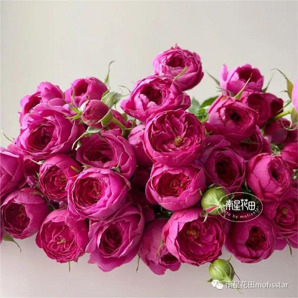 丁香泡泡多頭玫瑰 · 幾度春深豆蔻梢