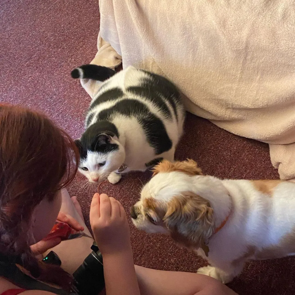 從營養不良的病貓,到長成“肥牛”,中間只差一位愛它的鏟屎官 從營養不良的病貓,到長成“肥牛”,中間只差一位愛它的鏟屎官