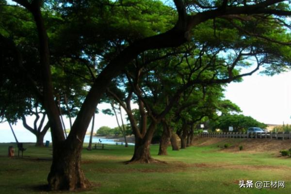 還在為傢俱木材煩惱嗎?傢俱高等木材排行榜,讓你挑選時無憂愁 還在為傢俱木材煩惱嗎?傢俱高等木材排行榜,讓你挑選時無憂愁