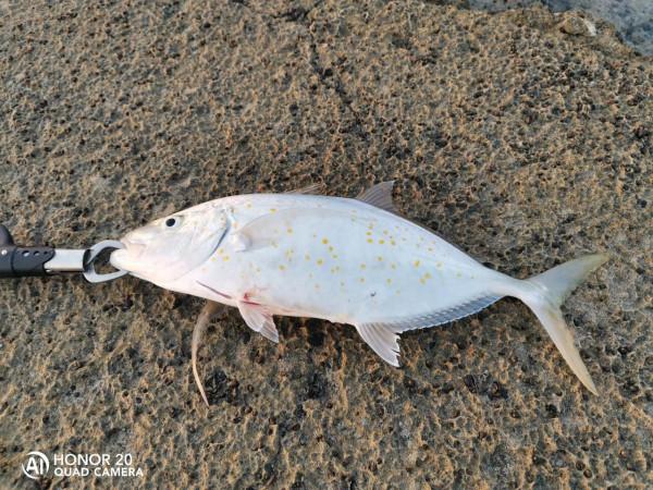 最近這些天都魚獲