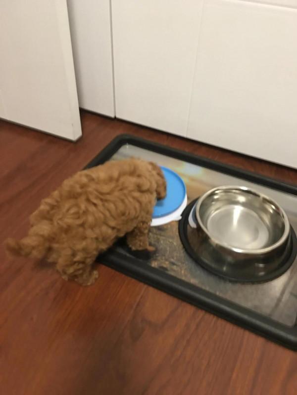 養狗(散文) 養狗(散文)