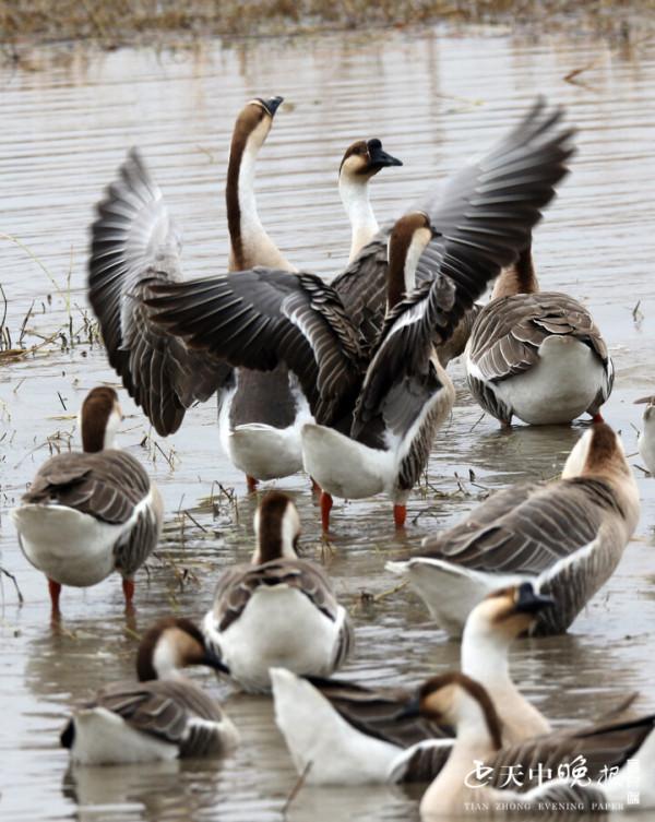 一道亮麗風景：美麗雁鵝翩翩起舞宿鴨湖