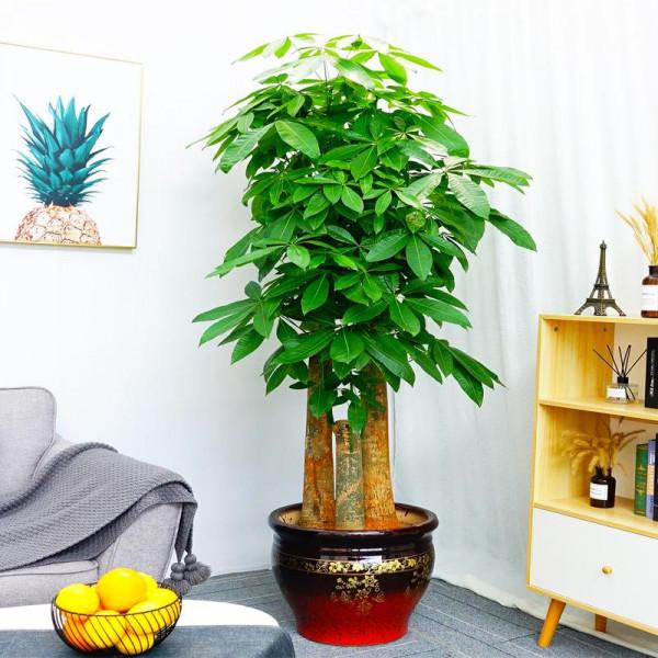 “家裡有棵樹，代代都富有”！室內養樹，建議從這9種裡面選