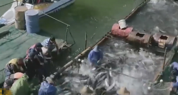 2009年老闆投入6000萬尾魚苗，魚集體失蹤，4年後靠魚年收3000萬