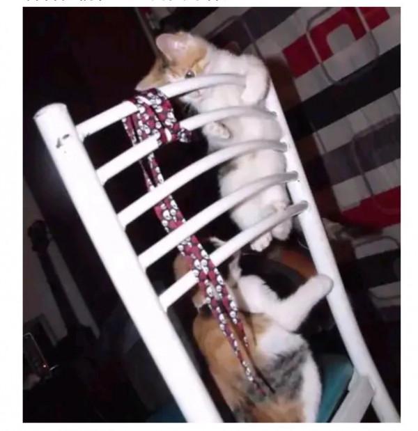 我不會花錢買貓