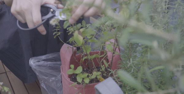 35㎡老破小爆改神作！裝下兩個書房、植物園、三分離衛生間