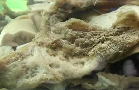 太歲究竟是什麼“東西”?中國科學家精密儀器檢測揭示太歲之謎 太歲究竟是什麼“東西”?中國科學家精密儀器檢測揭示太歲之謎
