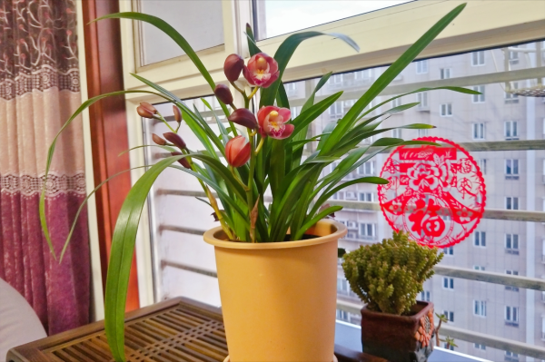 5種年宵花，養護要點在文中，學會了，明年少買一盆年宵花（一）