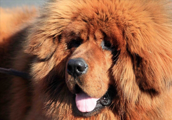 如果這些狗狗做警犬,會怎麼樣? 如果這些狗狗做警犬,會怎麼樣?