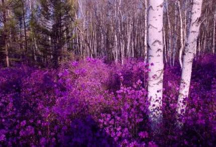 分享——杜鵑花
