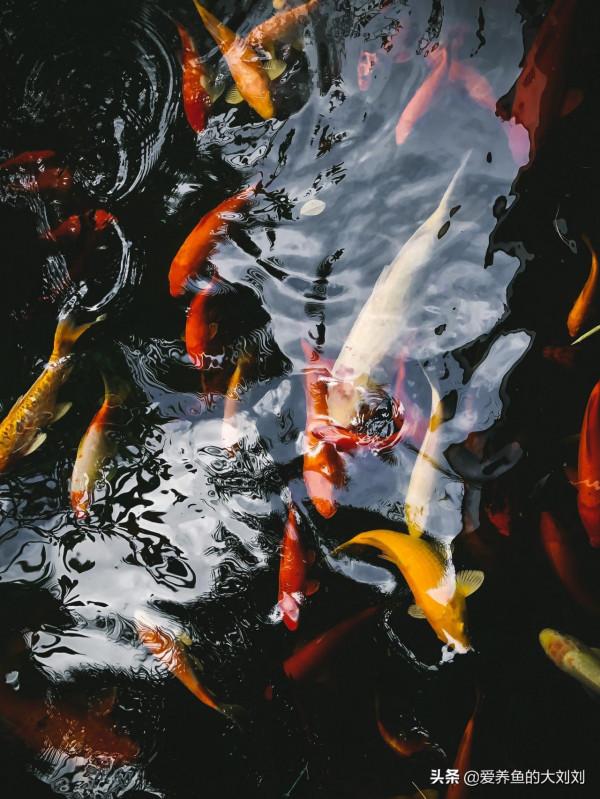 魚缸過濾使用活性炭有什麼作用？是否可以長期使用？