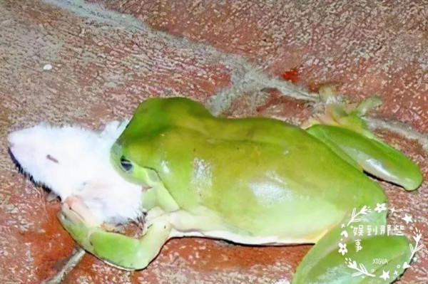 你知道哪些動物有奇特功能 你知道哪些動物有奇特功能