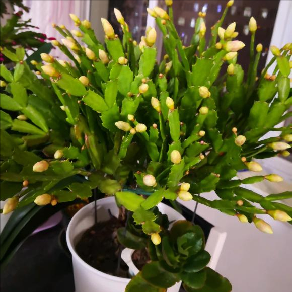 5種“漂亮花”，冬天價值大，趕快帶回家，花枝招展“好兆頭”