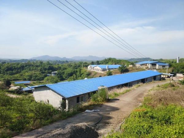 牧原第五次臨時股東大會，透露了一個養豬秘籍