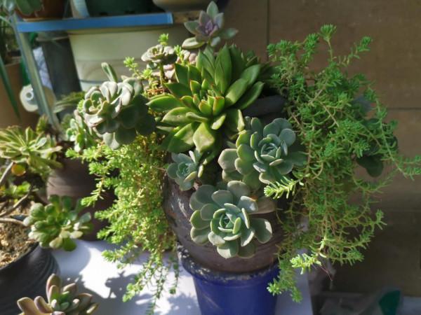 冬雲娘娘帶著絲綢面紗，攜幽靈公主和安娜公主亮相