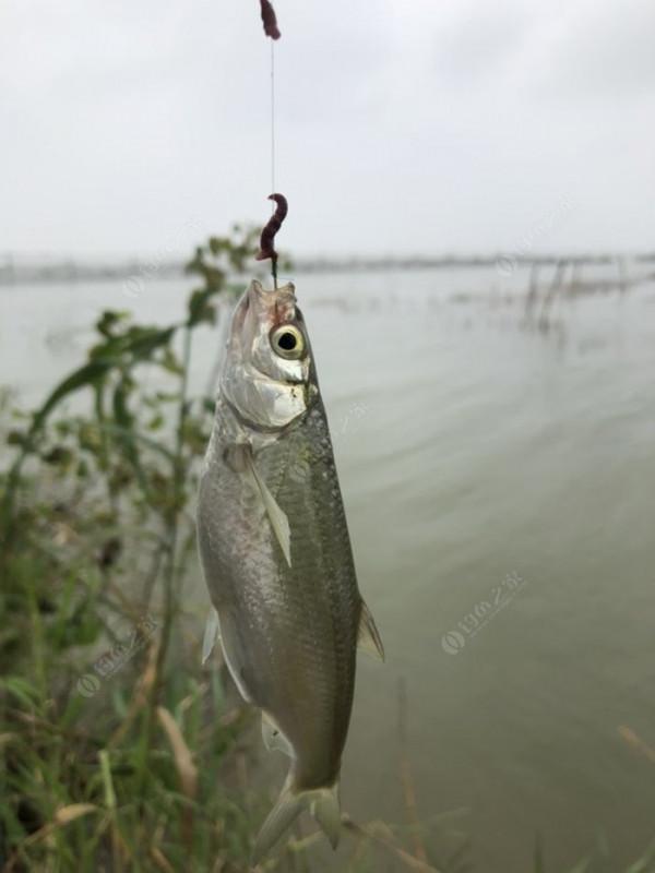 2021垂釣日誌之56,艱辛垂釣路,魚獲足補償 2021垂釣日誌之56,艱辛垂釣路,魚獲足補償