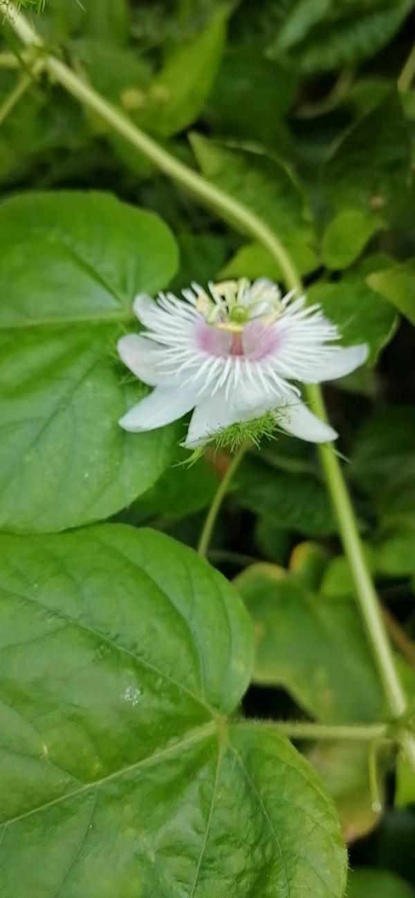 雲彩下的山城系列（四）