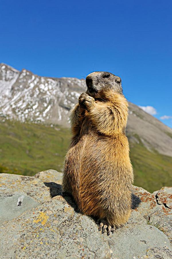 祁連山，野生動物復興的淨土，雪豹、棕熊、野犛牛等珍稀動物出現