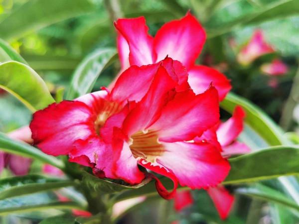 特耐旱的花，主要是有個&OpenCurlyDoubleQuote;大肚子&rdquo;，存水量超大