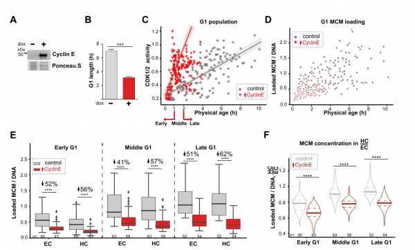 浙大校友揭示DNA損傷又一機制，為抗腫瘤藥物研發提供新思路