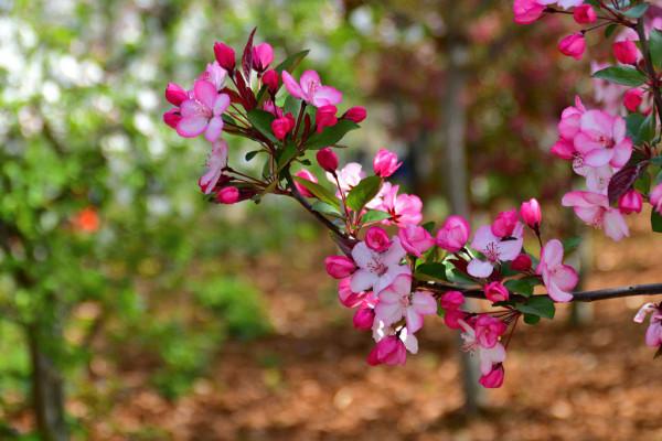 五大“吉祥花”,適合養客廳,喜歡養一盆,越養越“貴氣” 五大“吉祥花”,適合養客廳,喜歡養一盆,越養越“貴氣”