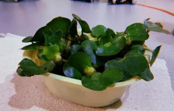 養睡蓮別隻用清水，加上1把石子，滴入2種自制“營養液”，開花快