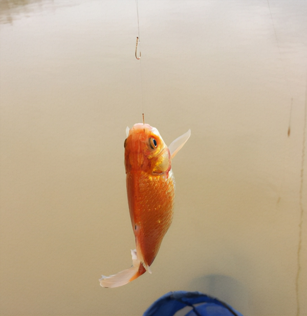 野釣鯽魚該調幾釣幾？三種方案應對所有魚情，這套思路釣王都在用