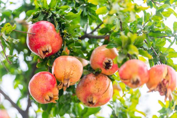 中秋節來臨,這8種“秋果”要多吃,一家人團圓必備,潤肺降秋燥 中秋節來臨,這8種“秋果”要多吃,一家人團圓必備,潤肺降秋燥