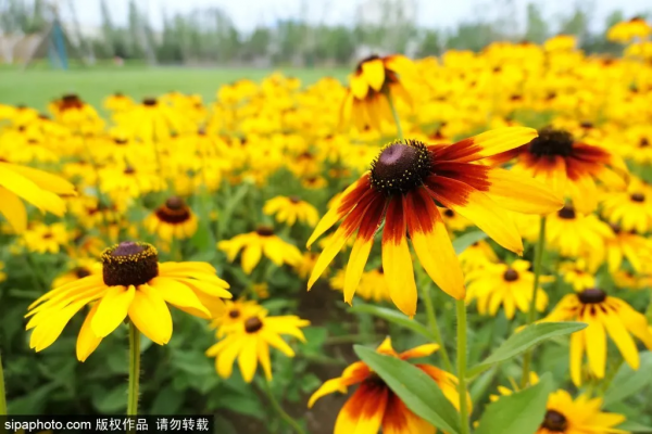唯美浪漫!紫色馬鞭草盛放,北京這些人少景美的免費公園,你不一定都去過 唯美浪漫!紫色馬鞭草盛放,北京這些人少景美的免費公園,你不一定都去過