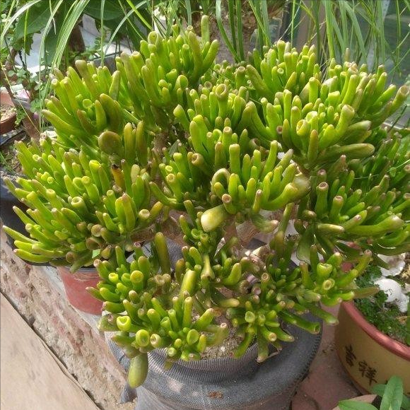 6種&OpenCurlyDoubleQuote;醜八怪&rdquo;盆栽，養在客廳特霸氣，還有旺家宅的好寓意