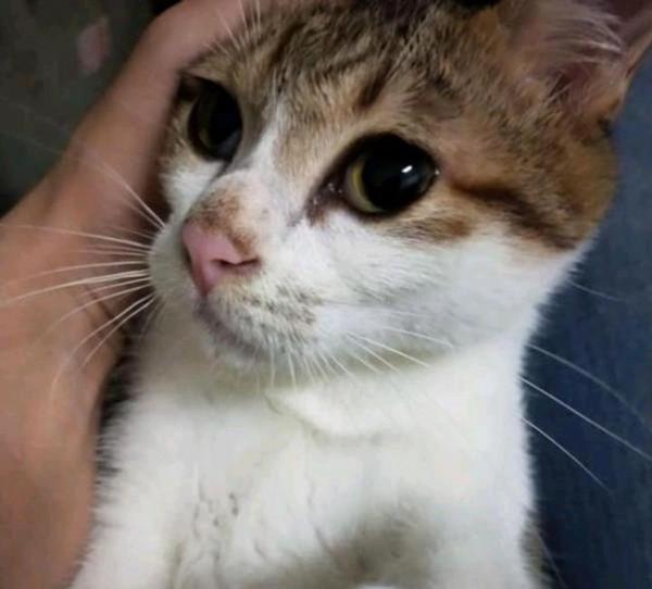 貓媽背孩子到處求救，卻換來醫生一句安樂死，貓媽：救我的孩子