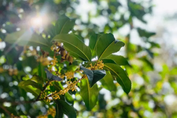 鬼谷子：說話的方式，決定人生的運勢