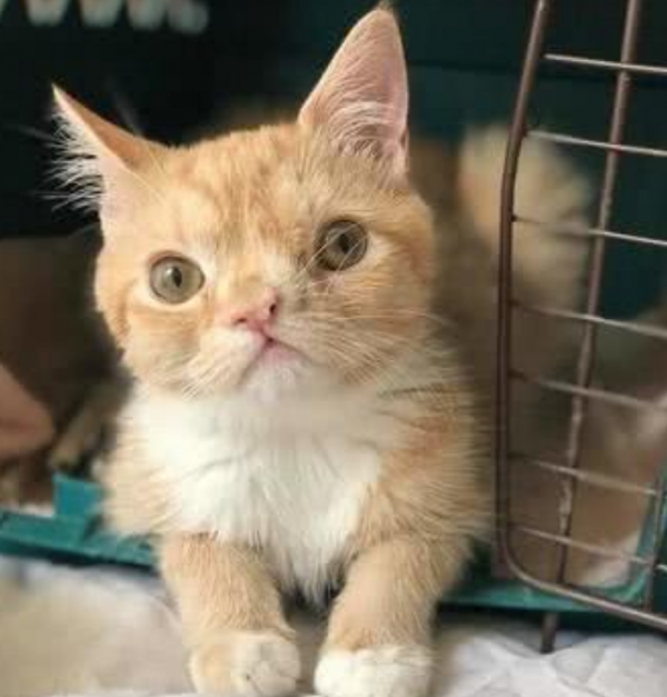 澳洲藝術家用120斤貓毛製作貓人雕像，被網友群嘲：能把人嚇死