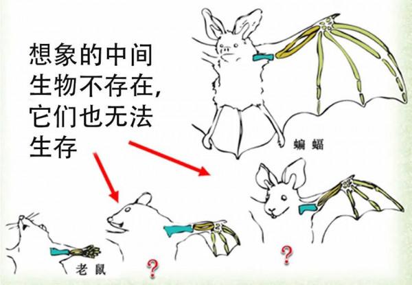 長的像就是源於同一祖先嗎? 長的像就是源於同一祖先嗎?