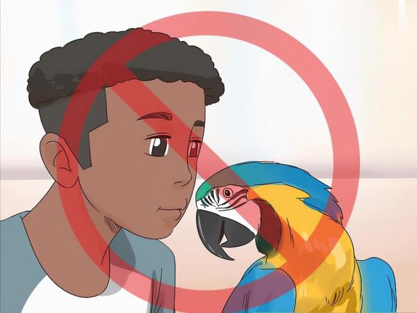 鸚鵡熱只是一種鳥病嗎?7名患者1例醫治無效,醫生帶你瞭解一下 鸚鵡熱只是一種鳥病嗎?7名患者1例醫治無效,醫生帶你瞭解一下