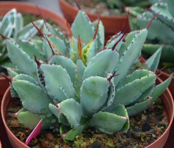 多肉品種：象足、鮑魚、麒麟、靜鼓、風車，和小輝阿姨一起來了解